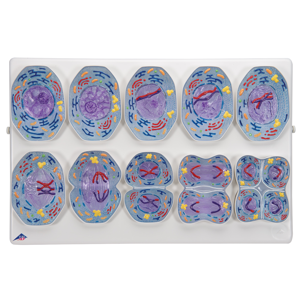 Meiose model 10-fases 10.000x vergroot