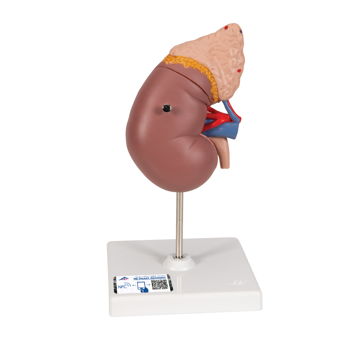 Model nier met adrenal gland