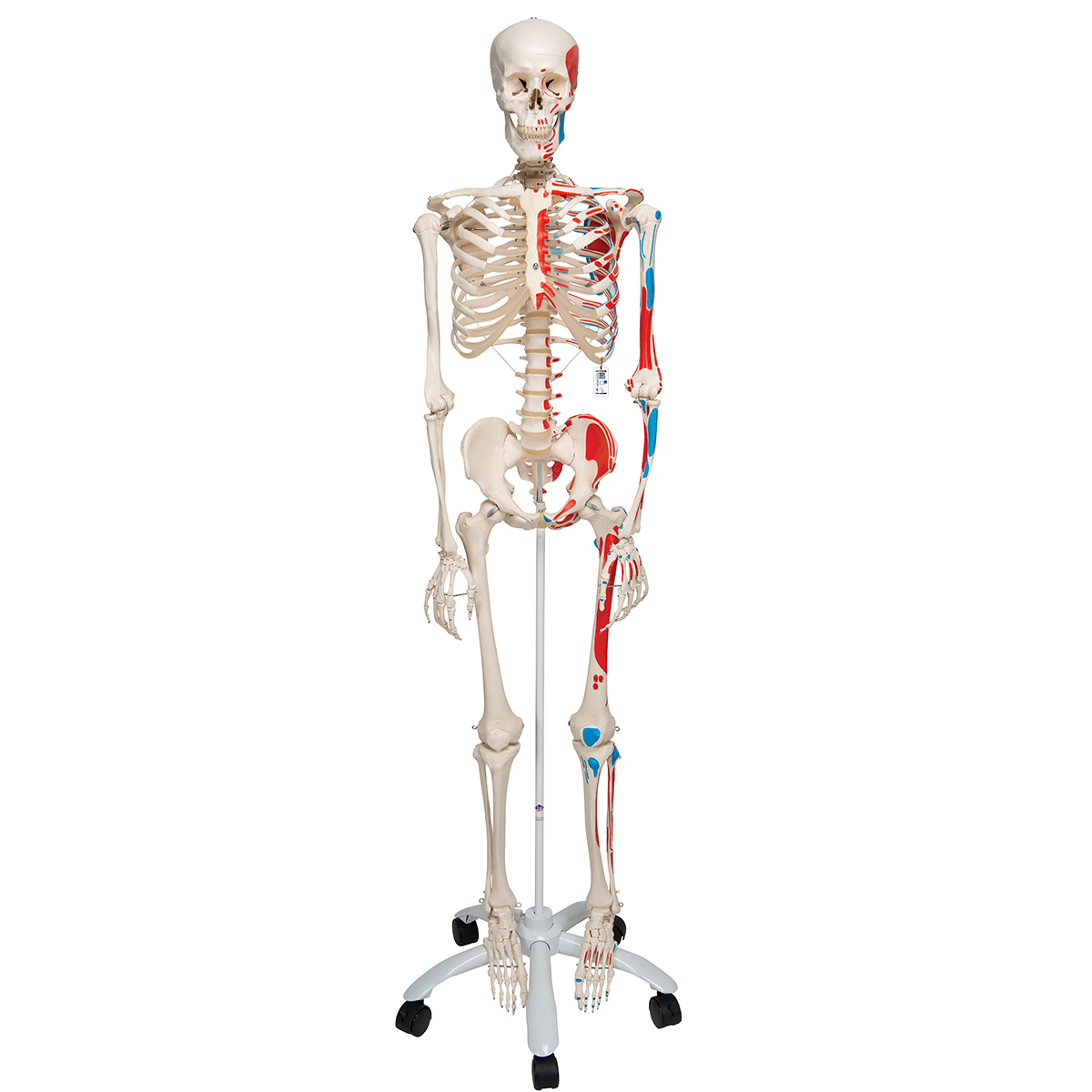 Skelet Max met spieren