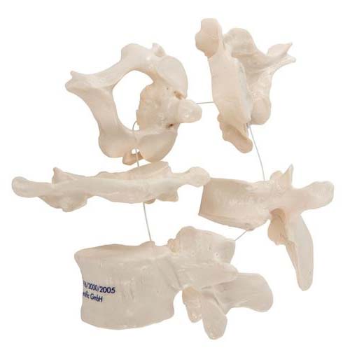 Wervels 5-delige set