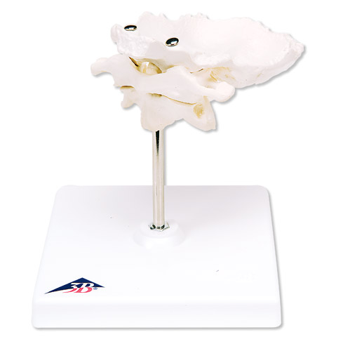 Atlas en draaier occipitale plaat