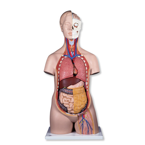 Torso geslachtsloos 12-delig