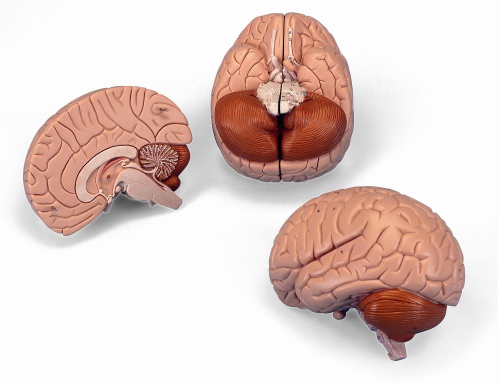 Hersenen