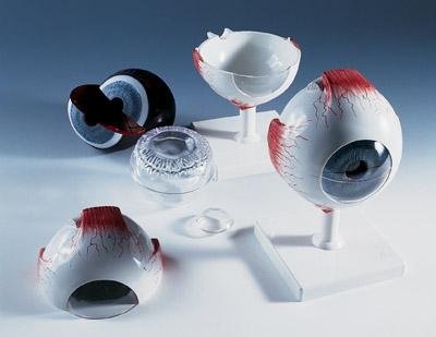 Oog 6-delig 5x vergroot