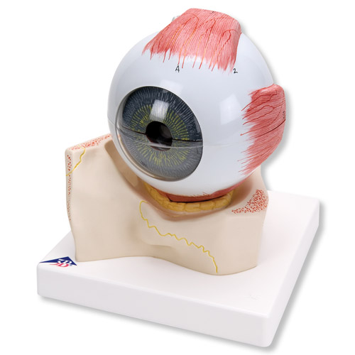 Oog 7-delig 5x vergroot