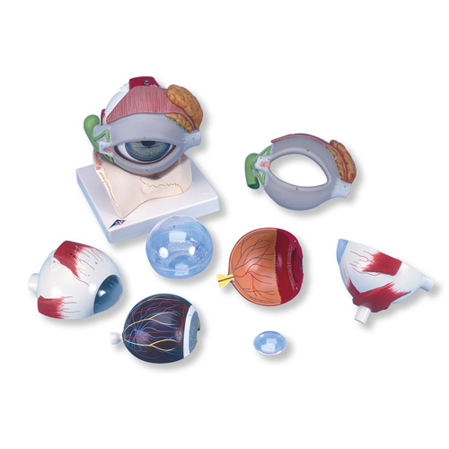 Oog 8-delig 5x vergroot