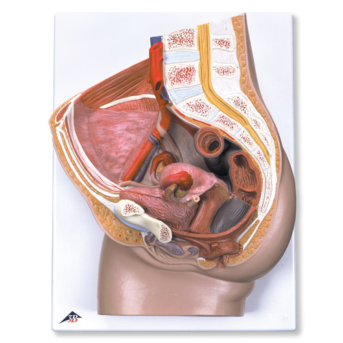 Genitaliën en Bekken