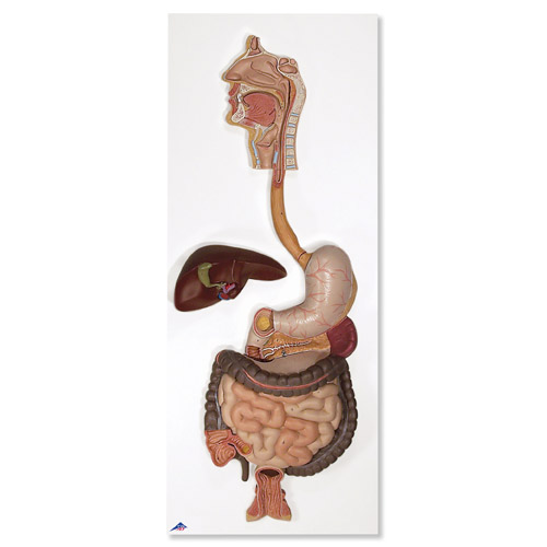 Spijsvertering 3-delig