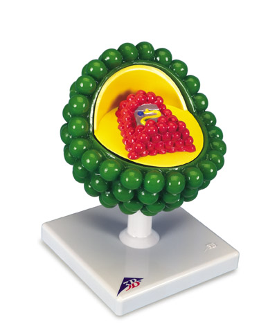 Aids virus model