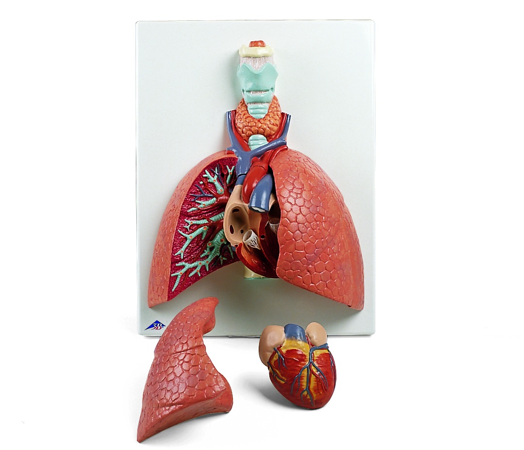 Long met strottenhoofd 5-delig