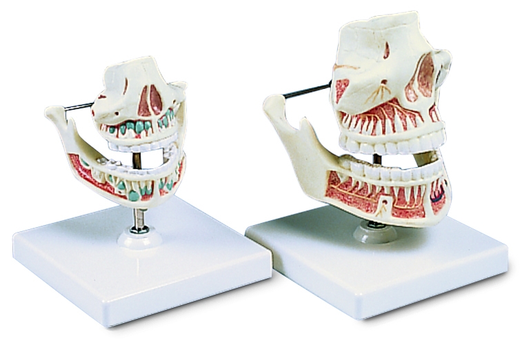Gebit model onder- en bovenkaak