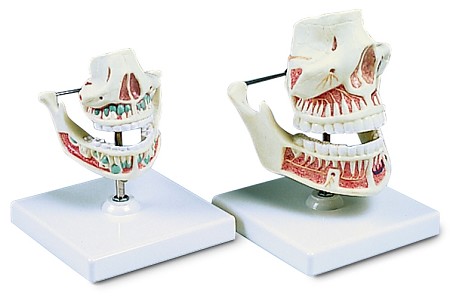 Melkgebit onder- bovenkaak