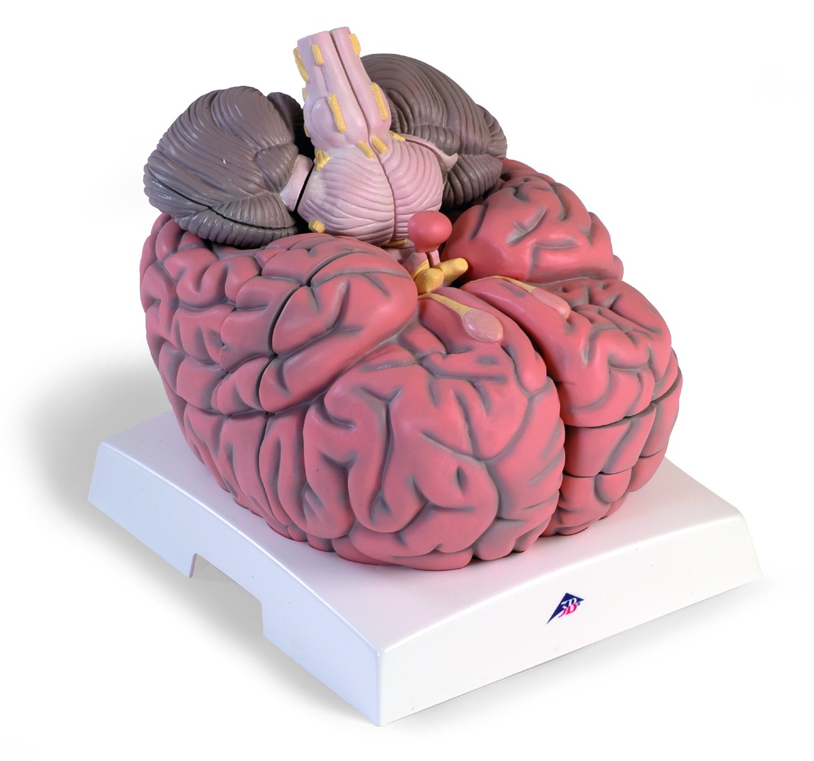 Hersenen 2,5x vergroot