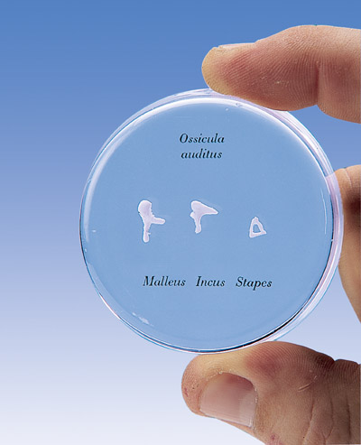 Gehoorbeentjes ware grootte