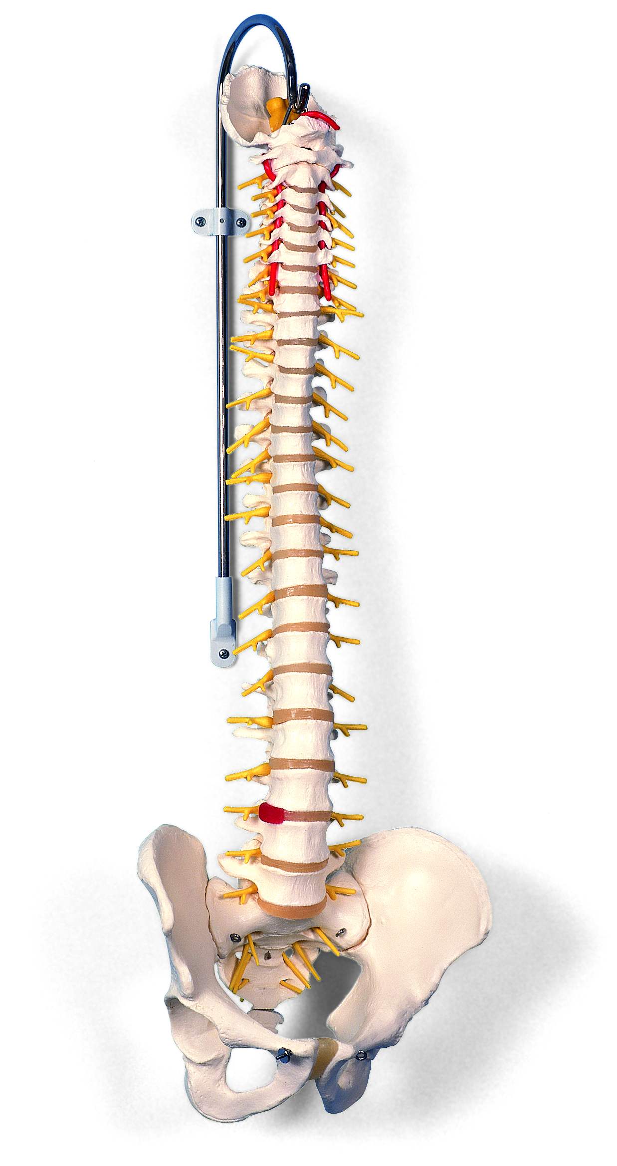 Wervelkolom mannelijk bekken