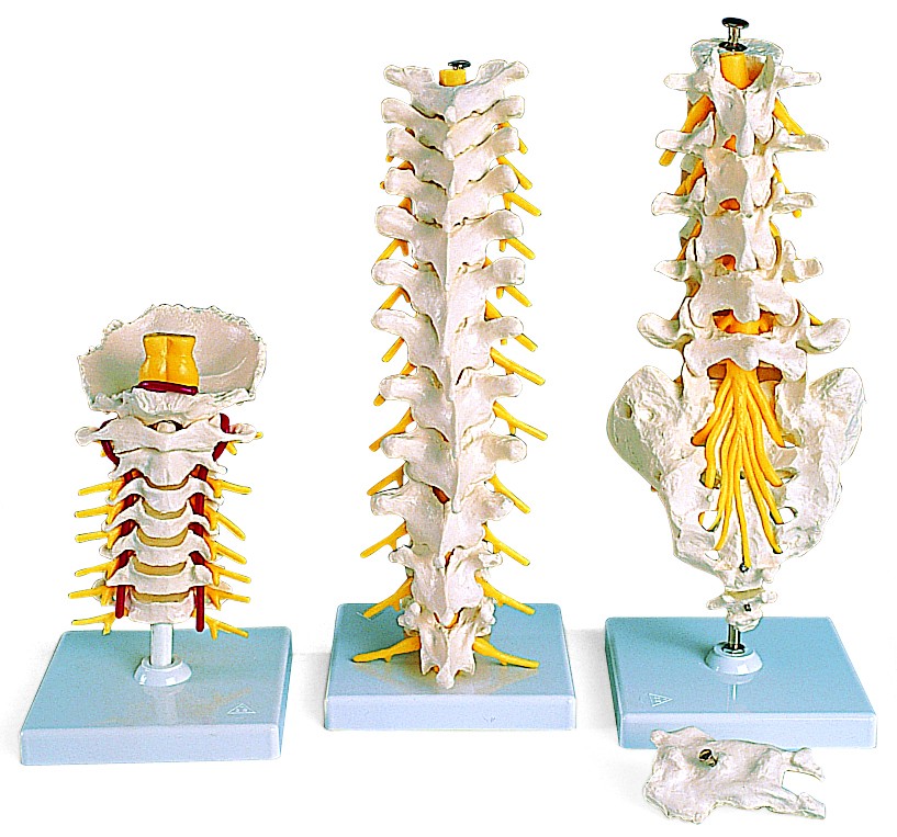 Cervicale wervelkolom