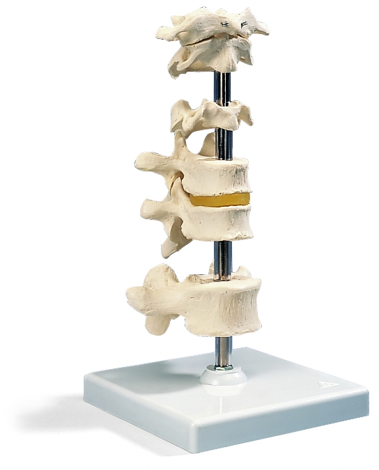 Wervels model 6-delig