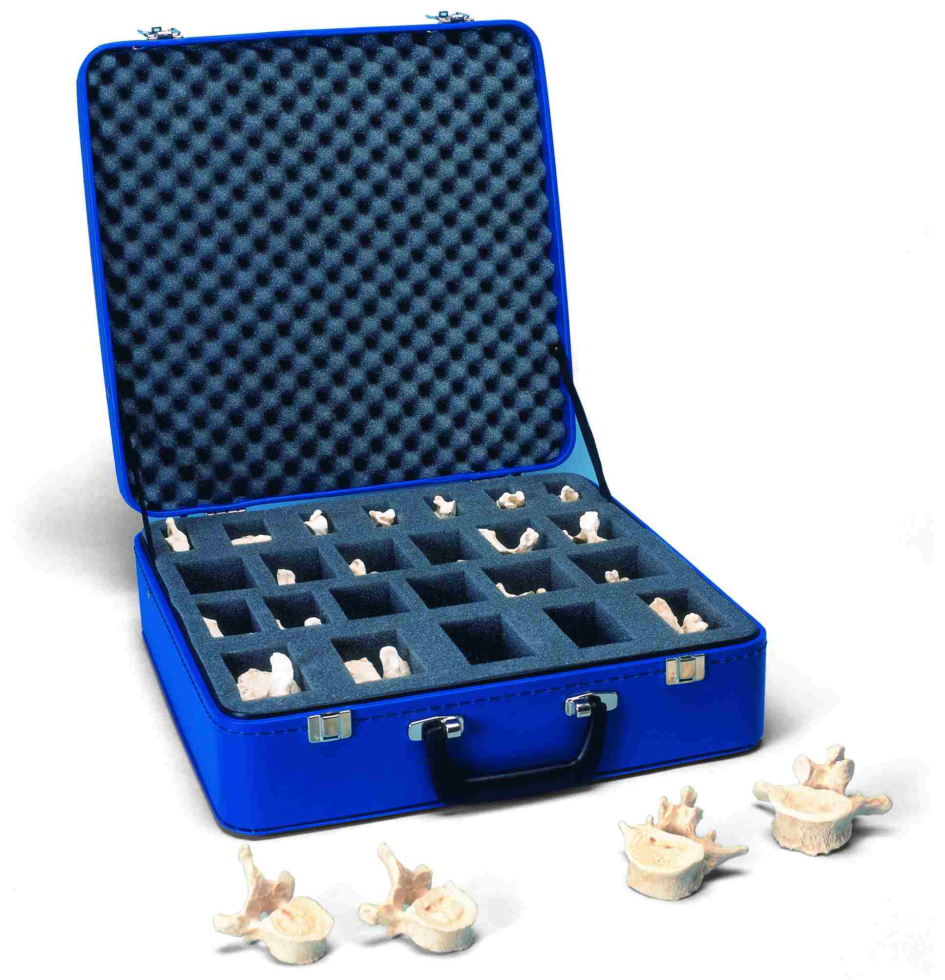 Ruggenwervel 24-delig BONElike™