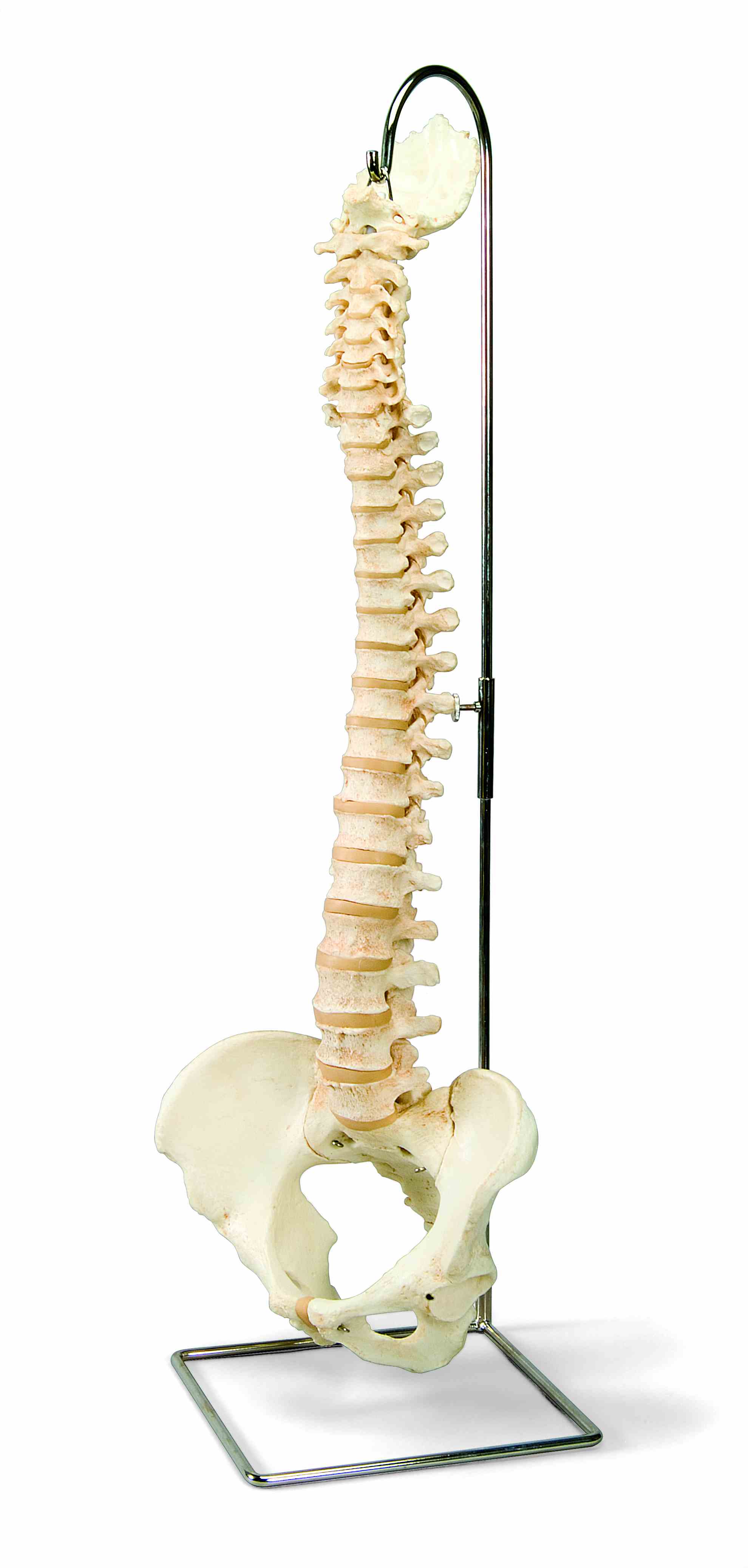 Wervelkolom BONElike™