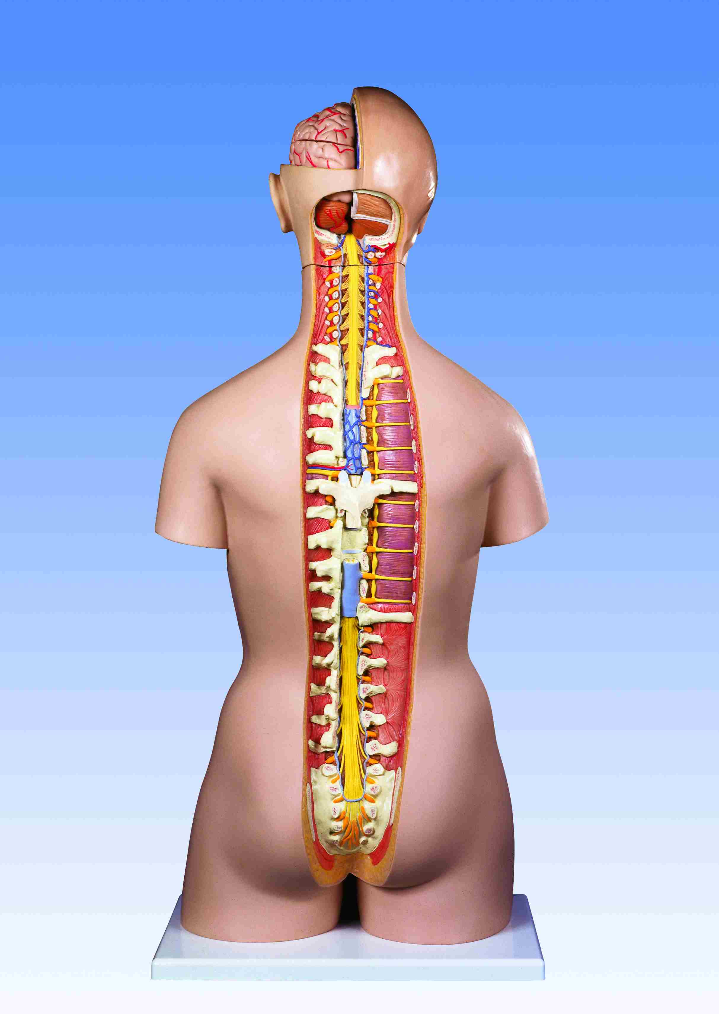 Torso geslachtsloos open rug 21-delig