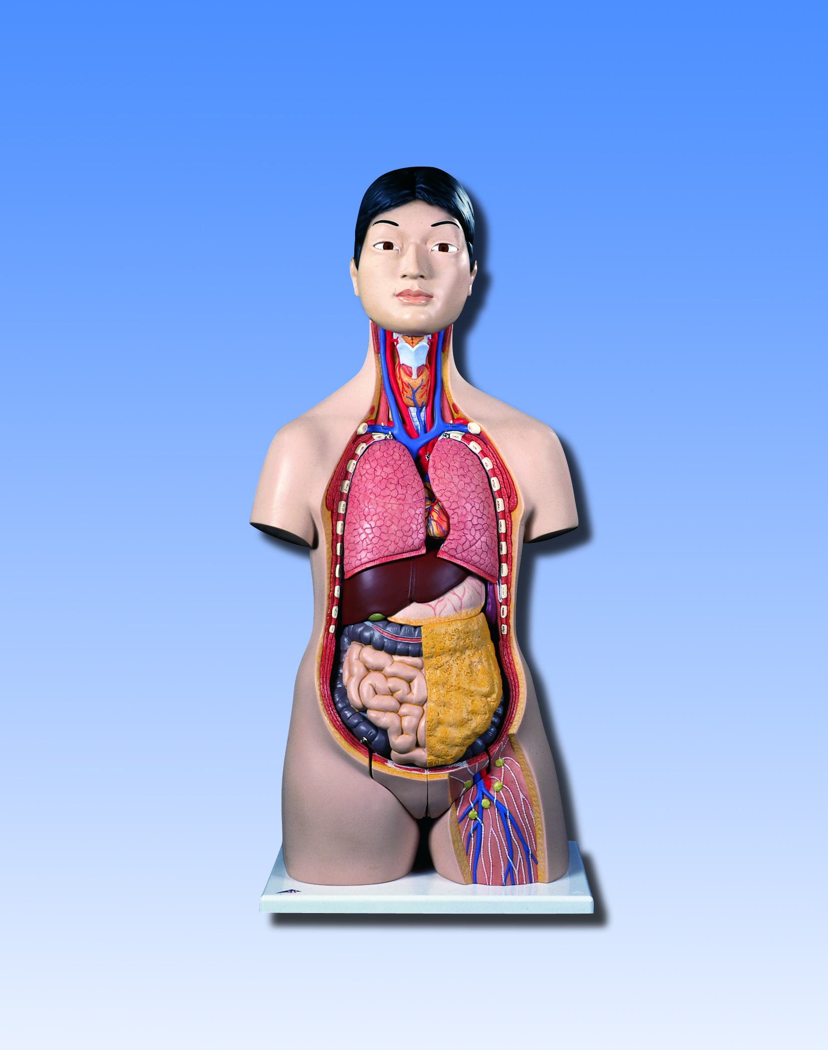 Torso oosterse uitvoering 18-delig uni