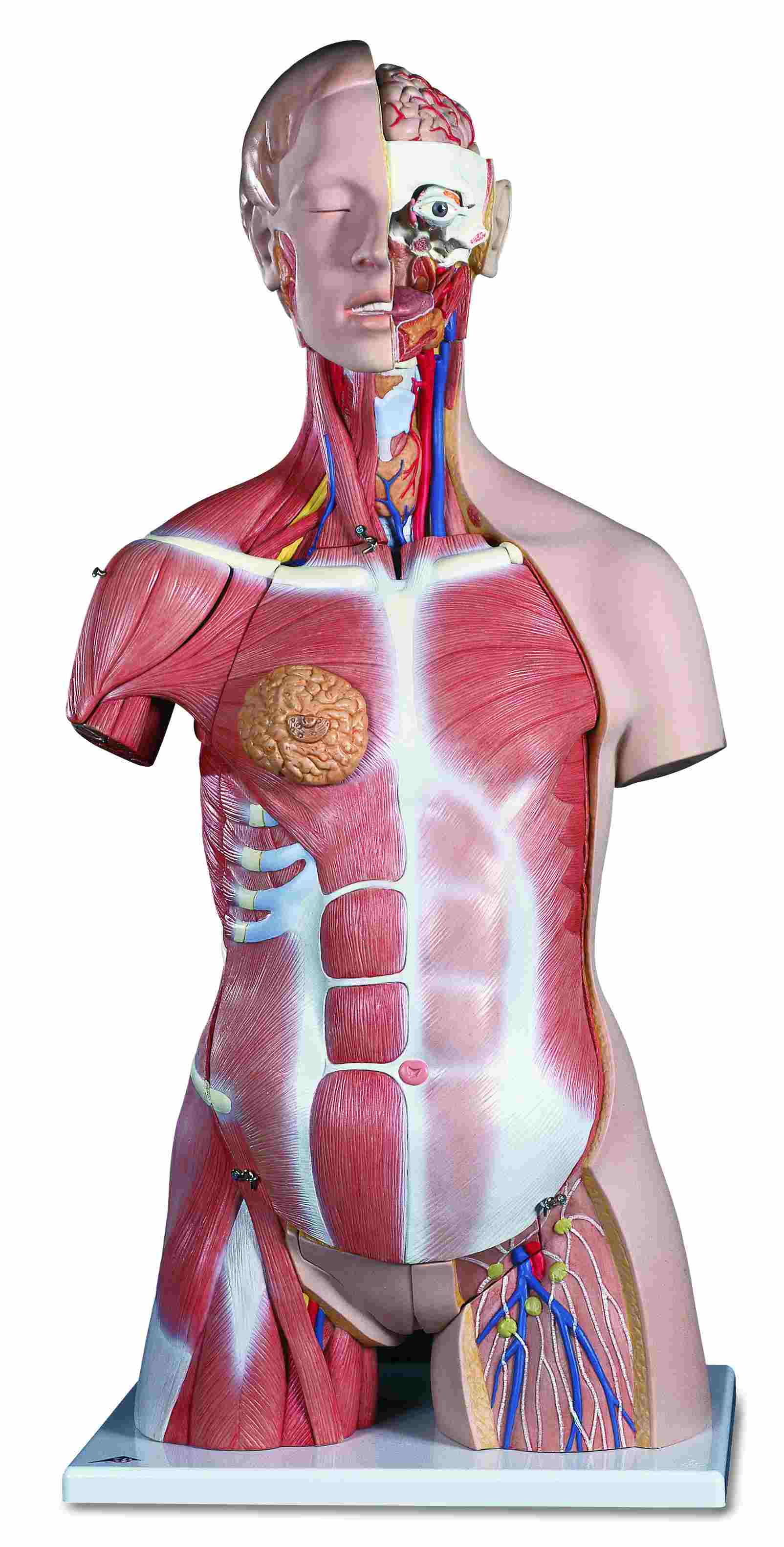 Torso tweeslachtig 30-delig