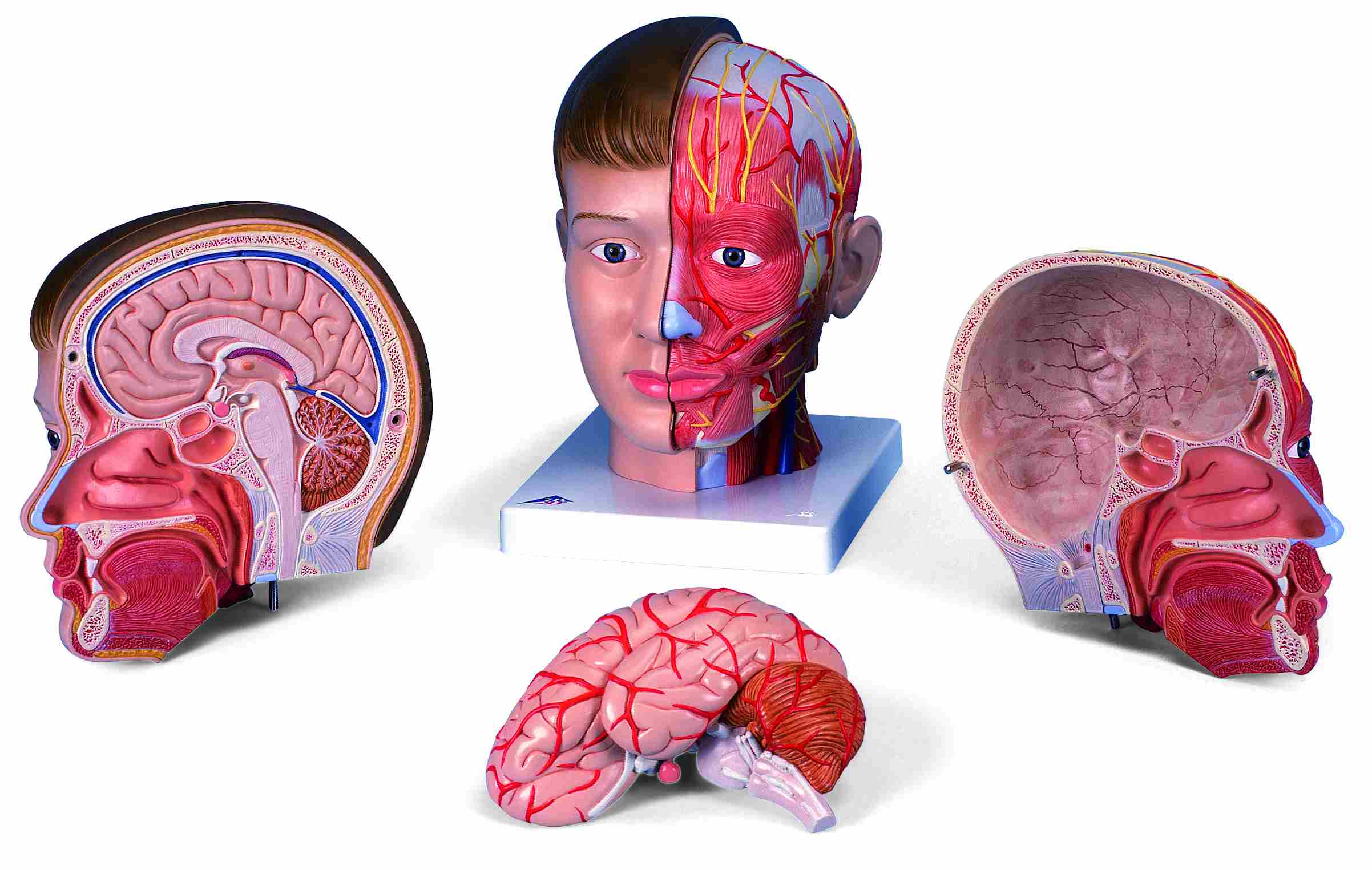 Hoofd & nek 4-delig