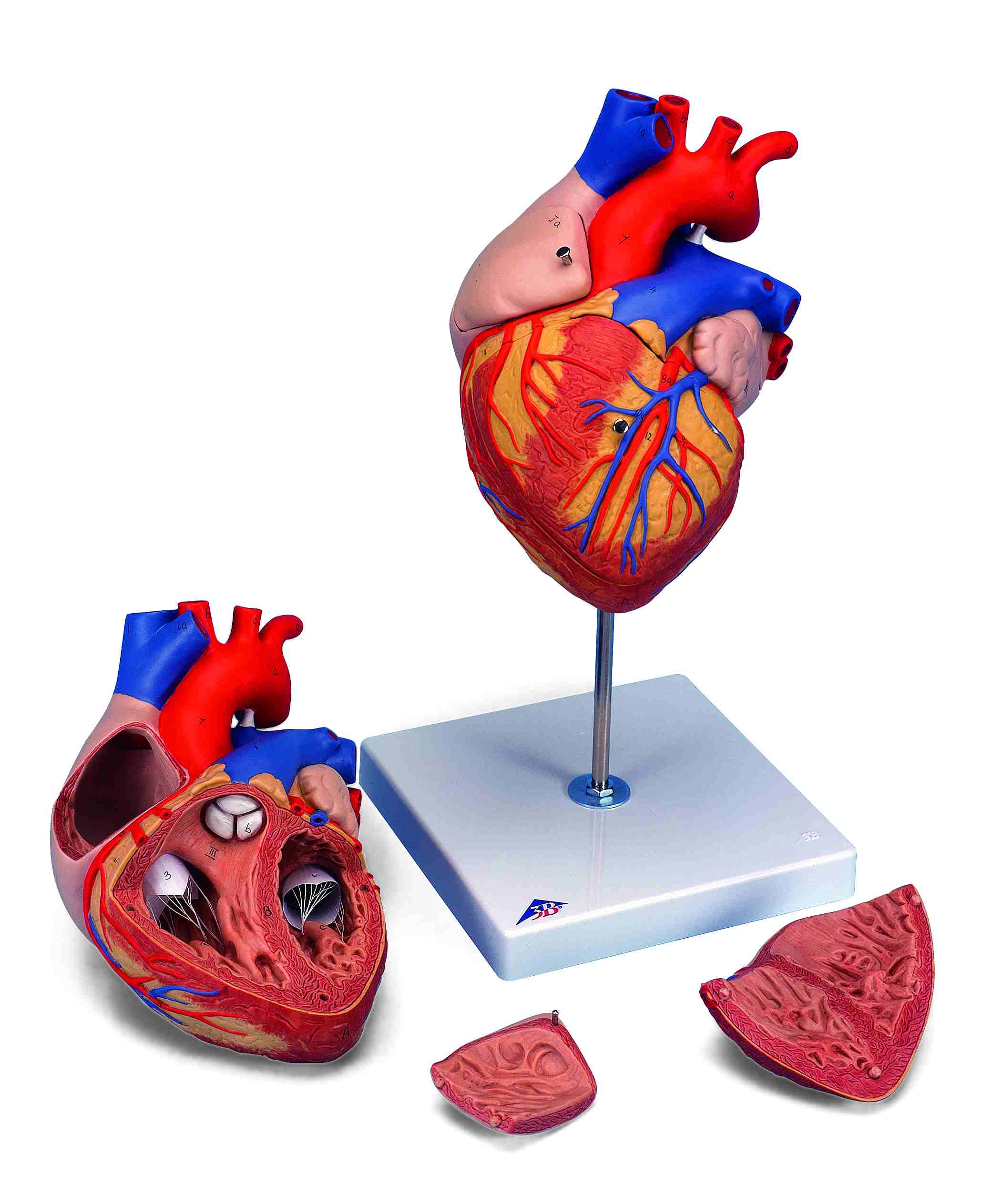 Hart en Bloedsomloop