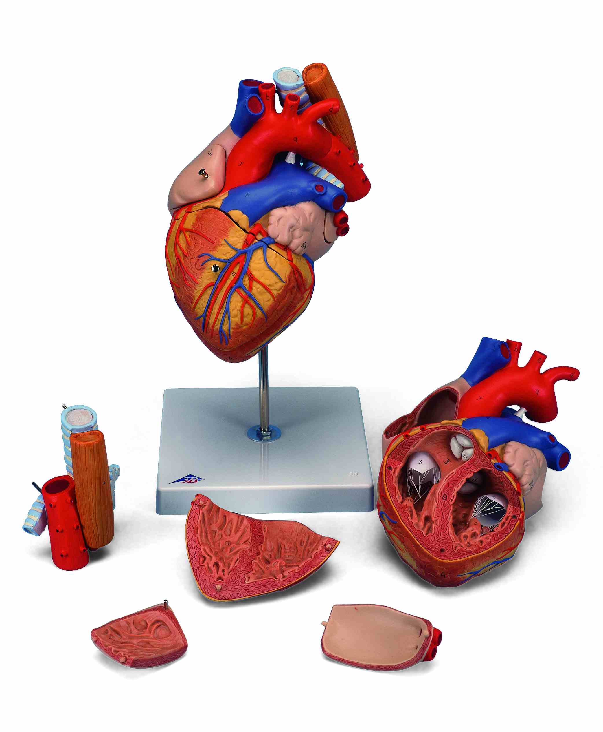Hart slokdarm en luchtpijp 5-delig