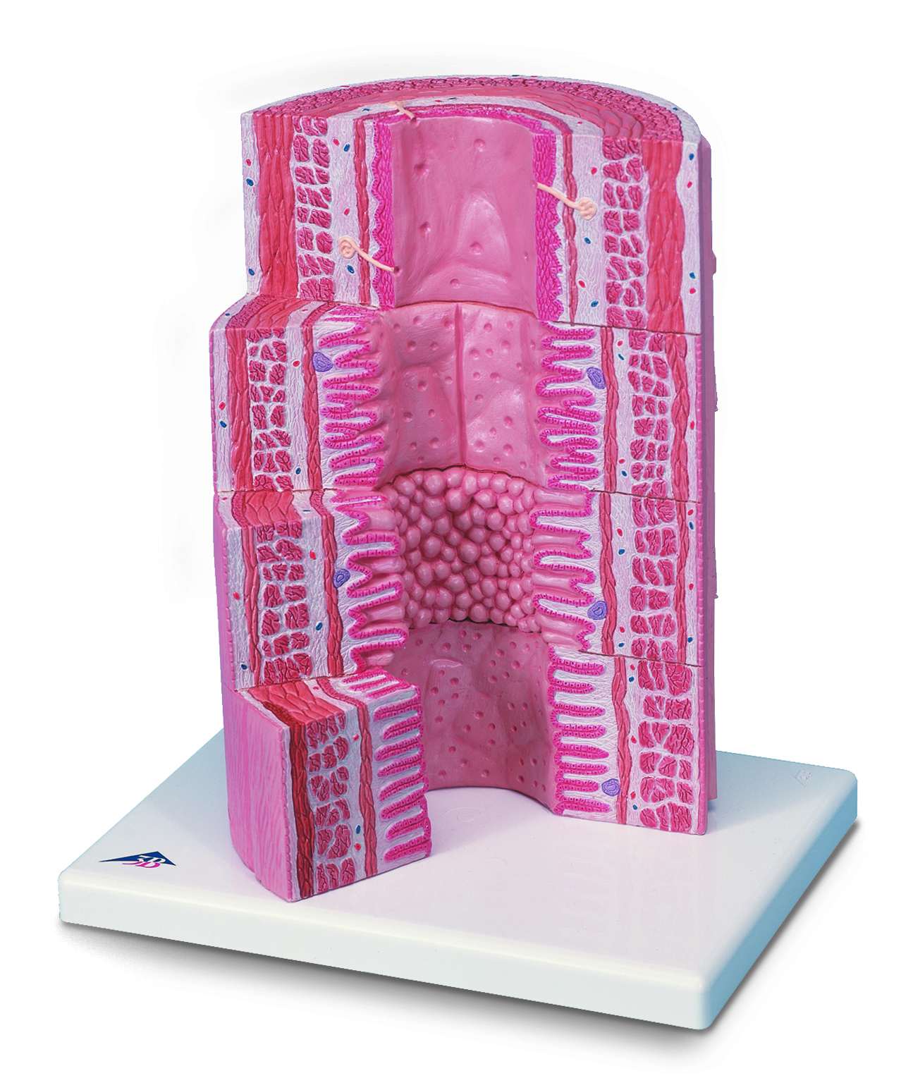 Spijsverteringskanaal 20x vergroot