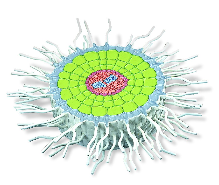 Wortel absorptie zone