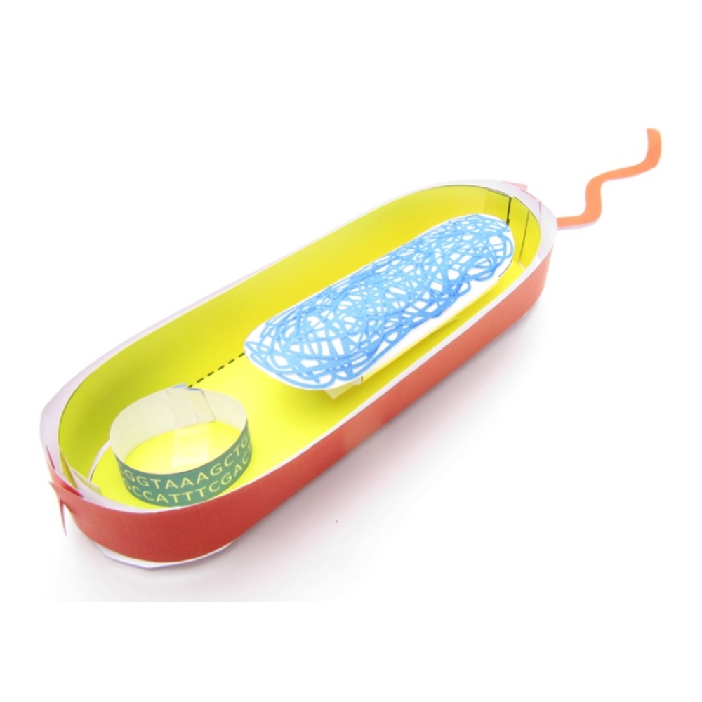 Bacterieel celmodel
