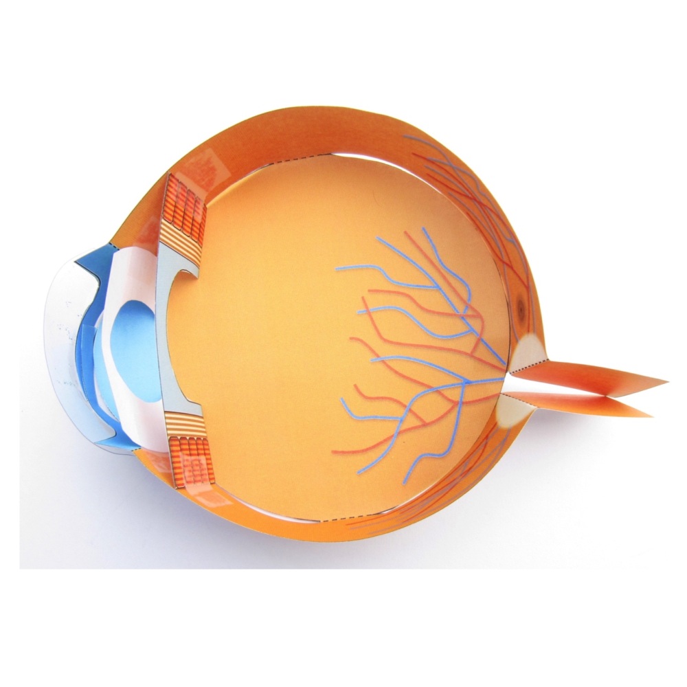 Menselijk oog eenvoudig