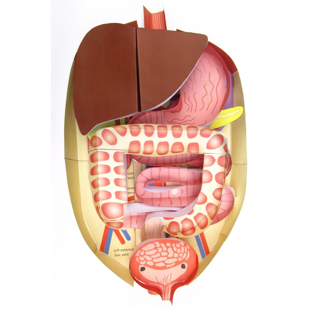 Organen en structuren in de buik