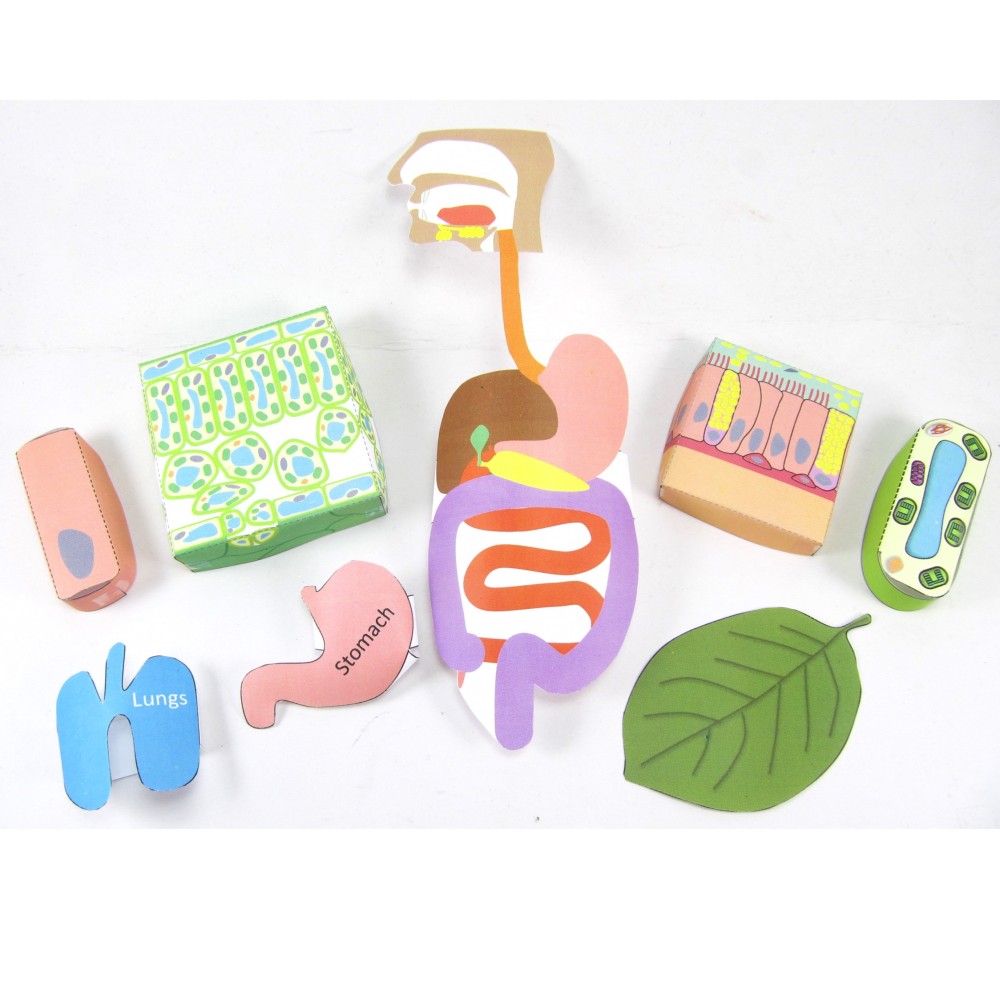 Organen, weefsels en cellen