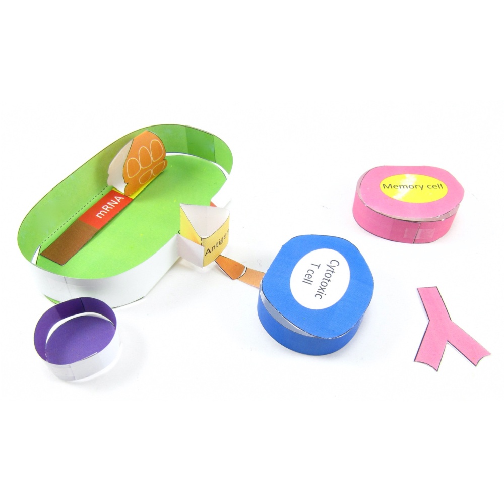 Coronavirus RNA vaccin