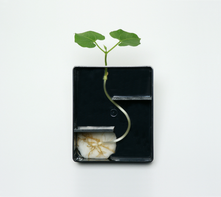 Flora