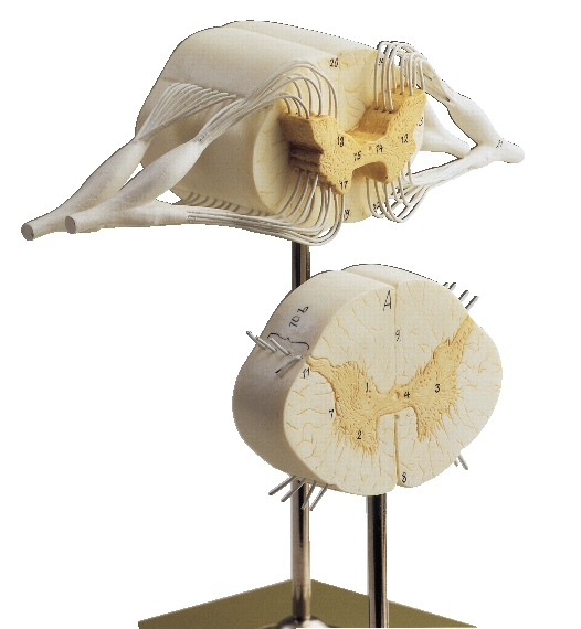 ruggenmerg model SOMSO