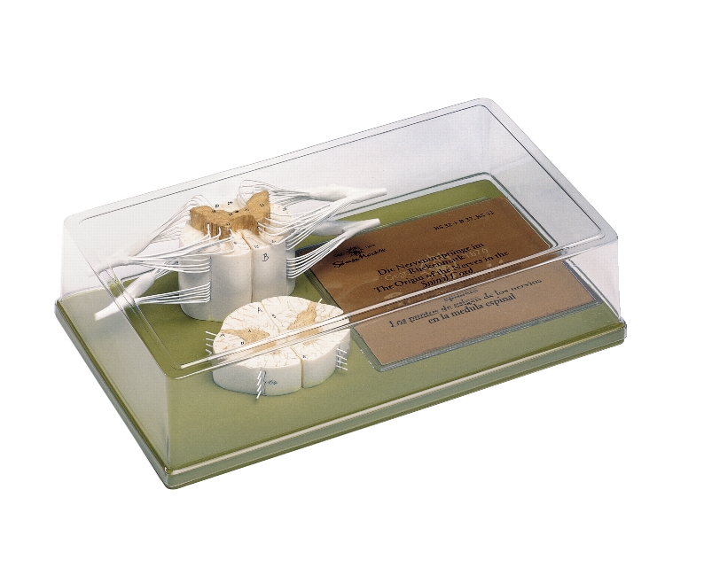 Ruggenmerg model SOMSO