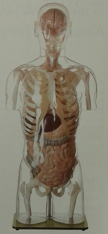 Torso model transparant SOMSO AS9/2