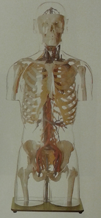 Torso model transparant SOMSO AS9/3