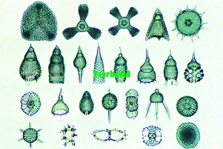 Radiolaria preparaat