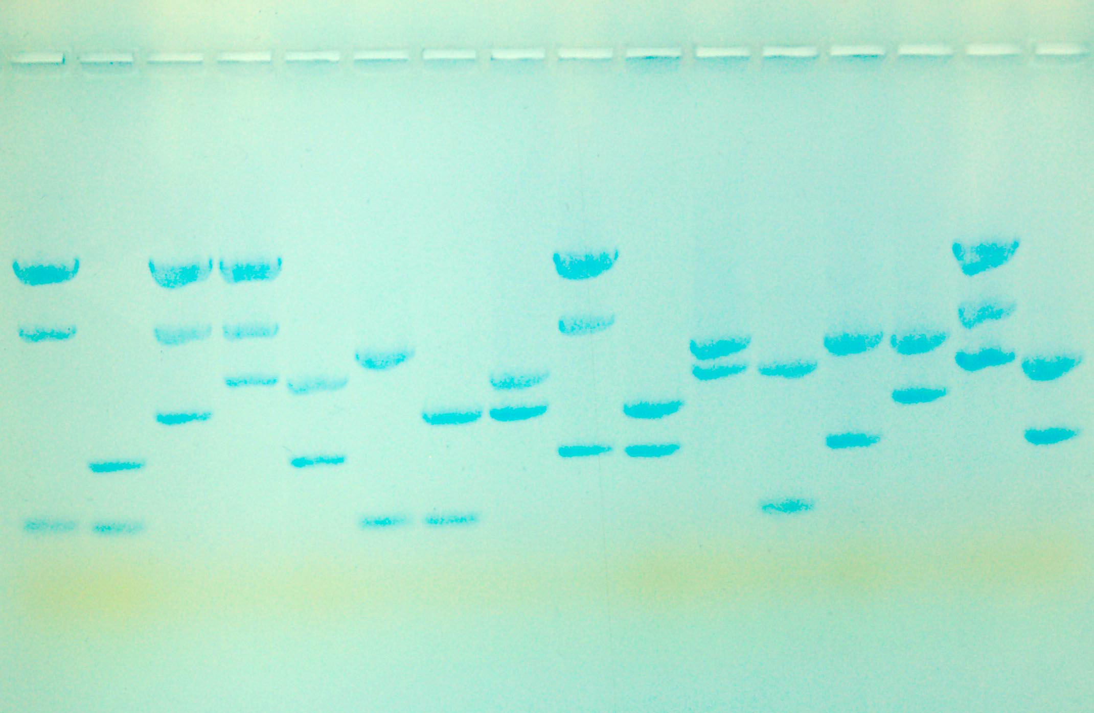 Realtime gel-elektroforese DNA groepjes