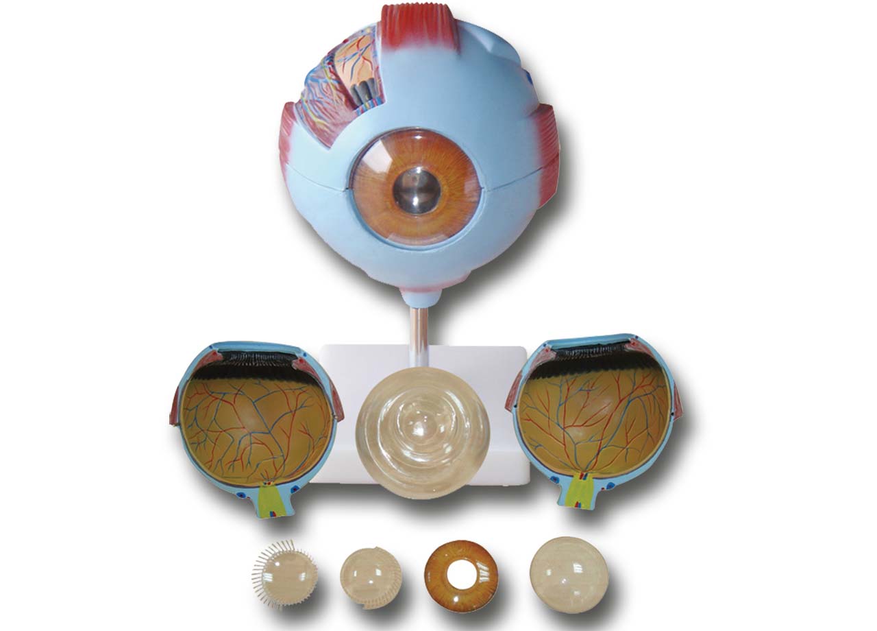 Oog 7-delig 6x vergroot