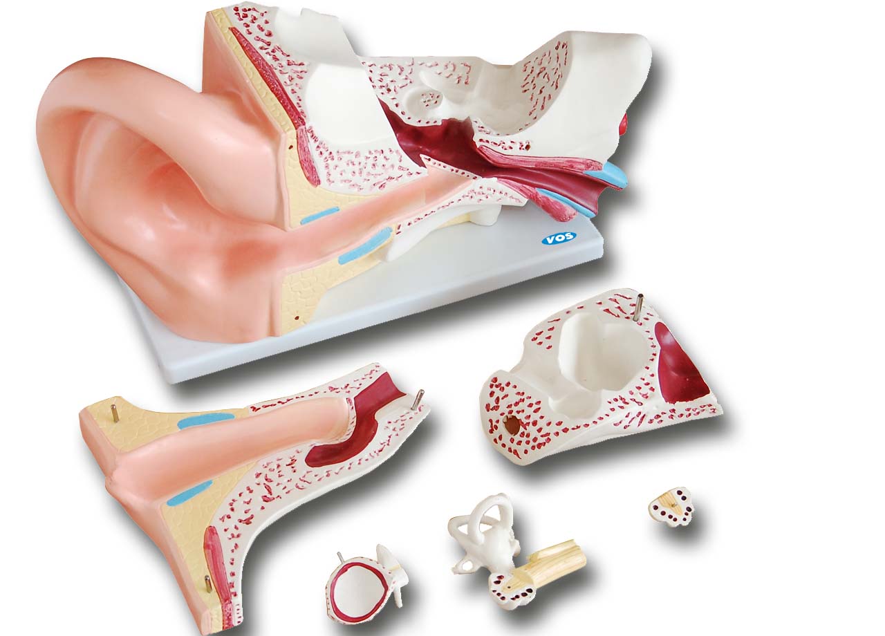 Oor 6-delig 5x vergroot VOS