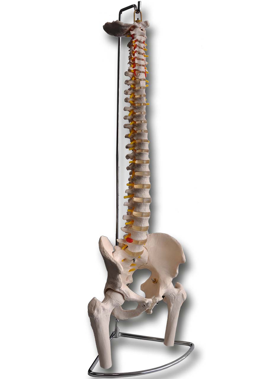 Wervelkolom met bekken