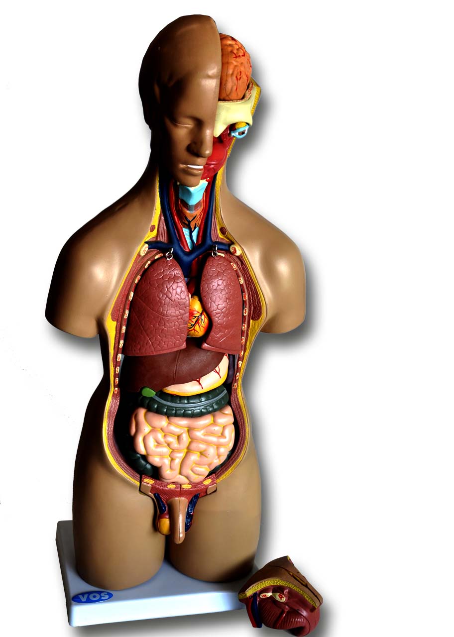 Torso(klein) tweeslachtig 20-delig VOS