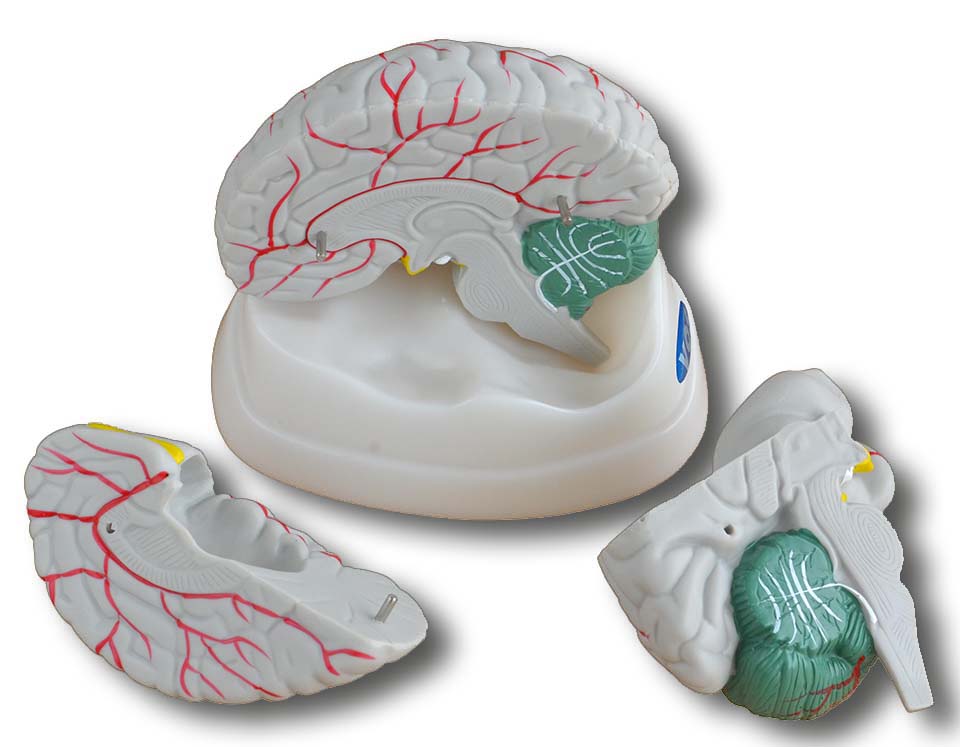 Hersenen 3-delig VOS