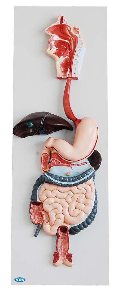 Spijsverteringmodel 3-delig VOS