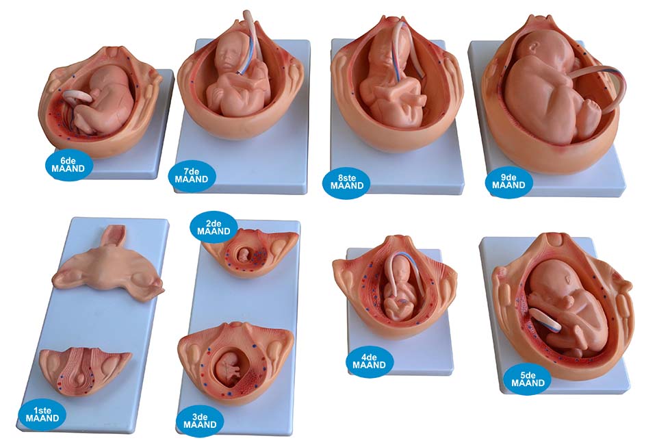 Zwangerschap serie 9 modellen